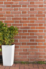Outdoor décor with flowers. Flowers on the background of a brick wall