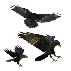 Birds flying ravens isolated on white background Corvus corax. Halloween - mix three birds, silhouette of a large black bird in flight cut out on a white background for use in graphic arts