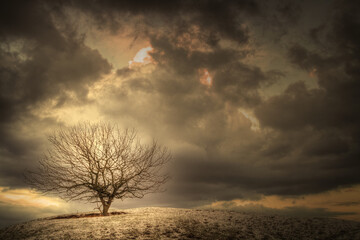 Landscape silhouette of a lonely tree on a hill, dramatic dark storm clouds in the background, horror mood