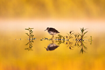 Shorebirds - Wood Sandpiper  Tringa glareola, wildlife Poland Europe