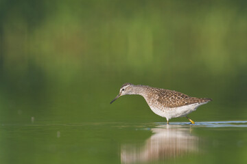 Shorebirds - Wood Sandpiper  Tringa glareola, wildlife Poland Europe