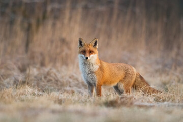 Fox Vulpes vulpes in autumn scenery, Poland Europe, animal walking among autumn meadow in amazing warm light