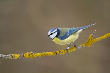 Bird - Blue Tit Cyanistes caeruleus perched on tree
