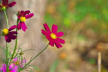 Fototapeta premium レッドベルサイユ