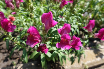 Fuchsia colored flowers of Antirrhinum majus in July