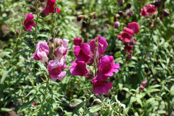Flowers of Antirrhinum majus in shades of pink in July
