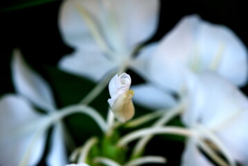 道端の花　開花前