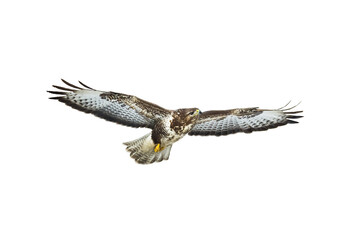 Birds of prey - Common buzzard Buteo buteo flying, hawk bird, predatory bird close up flying bird isolated on white background	