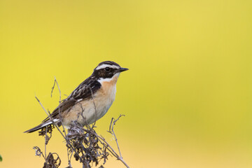 Bird Whinchat Saxicola rubetra - bird sitting on the weed, male, amazing background with warm light summer time Poland, Europe