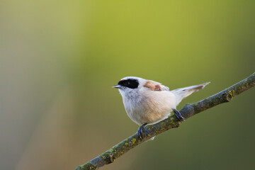 Bird Remiz pendulinus Penduline Tit perched on tree Poland Europe