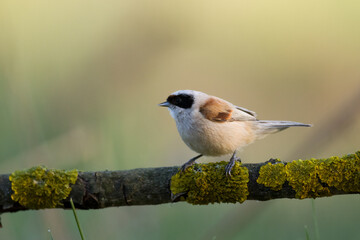 Bird Remiz pendulinus Penduline Tit perched on tree Poland Europe