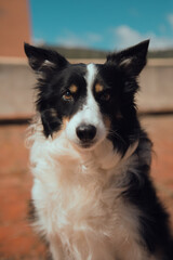 border collie portrait