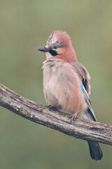 Bird Eurasian Jay Garrulus glandarius sitting on the branch Poland, Europe	