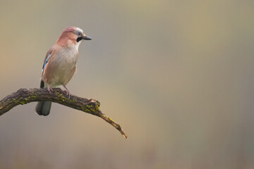 Bird Eurasian Jay Garrulus glandarius sitting on the branch Poland, Europe	