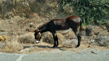 Brown Donkey Paros Greece mediteranean island aegean