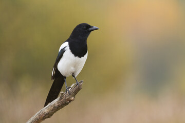 The Eurasian Magpie or Common Magpie or Pica pica on the branch with colorful background, winter time	