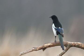 The Eurasian Magpie or Common Magpie or Pica pica on the branch with colorful background, winter time	