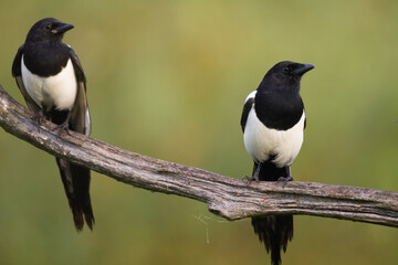 The Eurasian Magpie or Common Magpie or Pica pica on the branch with colorful background, winter time	