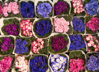 Many African Violets Top View, Blurred White Flowers Bouquet, Macro Photo of Violet Petals Blooming