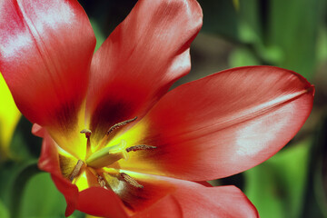 A beautiful red tulip blooming in spring in the garden.