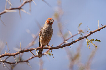 Red-headed finch (Amadina erythrocephala) perched on the branch of a Camelthorn tree (Vachellia erioloba) against blue sky