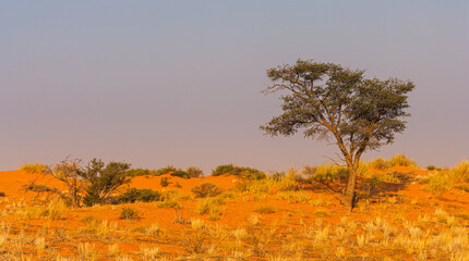 Typical landscape in the Kalahari desert with red sand, patches of dry grass and a Camelthorn tree (Vachellia erioloba), Kgalagadi National Park, South Africa
 - obrazy, fototapety, plakaty