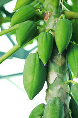 Unripe papaya fruits growing on tree outdoors, closeup view