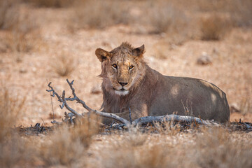 Portrait of a young male lion (Panthera leo) lying in the shade to escape the midday heat