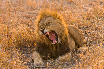 Close up of yawning male lion (Panthera leo) 