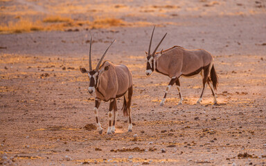 Two Gemsboks (Oryx gazella) walking towards the camera at sunrise