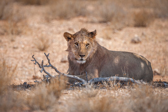 Portrait of a young male lion (Panthera leo) lying in the shade to escape the midday heat