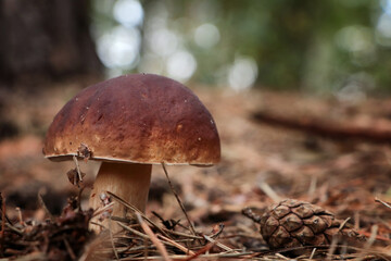 Beautiful porcini mushroom growing in forest, closeup. Space for text