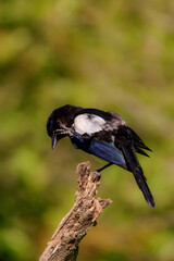 Eurasian magpie (Pica pica) sitting on a branch in spring.