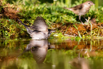 Eurasian blackcap (Sylvia atricapilla) sitting at a pond in spring.