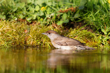 Eurasian blackcap (Sylvia atricapilla) sitting at a pond in spring.
