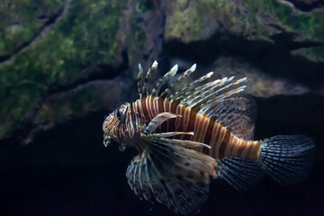 Red lionfish - one of the dangerous coral reef fish. Beautiful dangerous animals.