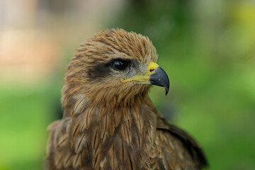 close up of a eagle