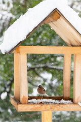 Bird - Chaffinch Fringilla coelebs eats bird food in a feeder. Winter