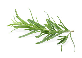 Fototapeta premium Aromatic green rosemary sprig isolated on white. Fresh herb