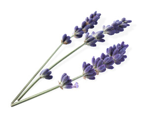 Beautiful lavender flowers isolated on white. Fresh herb