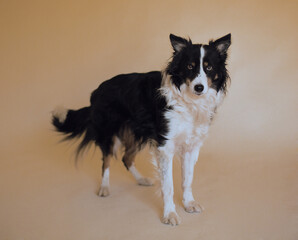 border collie dog