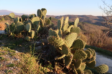 Kaktus
