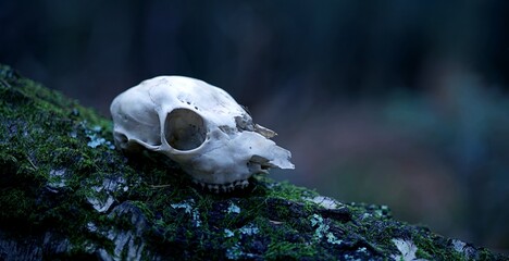 Crâne os squelette tête nature forêt