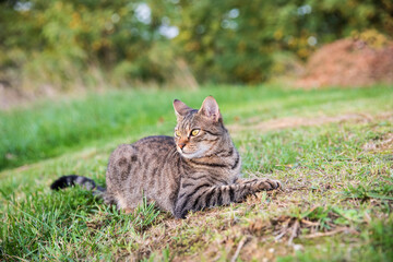 tabby cat on alert against green background