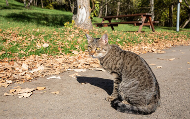 tabby cat sitting on sunlit tarmac