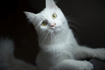 white cat yellow eyes black background