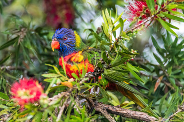 Rainbow Lorikeet in the bottlebrush tree on a rainy day