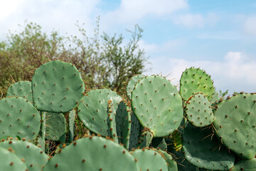 Beautiful view of cactuses with thorns against under cloudy sky, closeup