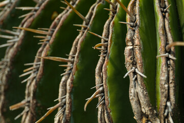 Closeup view of beautiful cactus. Tropical plant