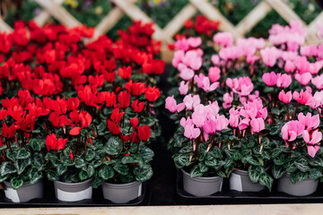 Fototapeta na wymiar Seasonal blooming winter flowers. Close up pink and red cyclamen flowers in a pots in the garden store center. Gardening hobby, Selective focus, copy space.